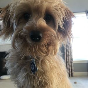 Meet your Posher, Lina